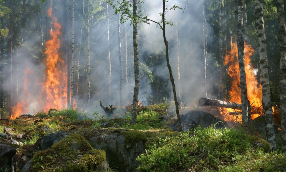 Pálení porostu na Pelhřimovsku skončilo tragédií. Muž zemřel, nestihl utéct